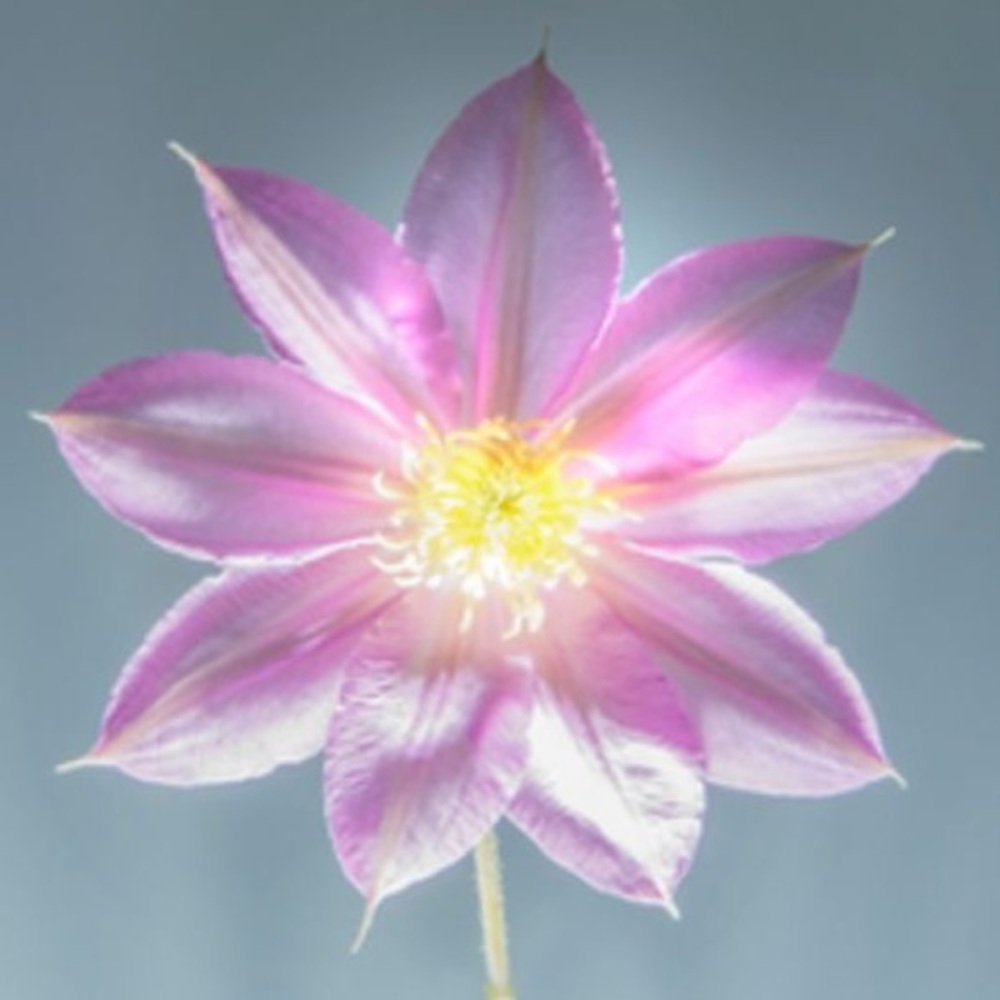 Meet your Posher, Jill